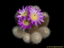 Echinocereus freudenbergii 1544